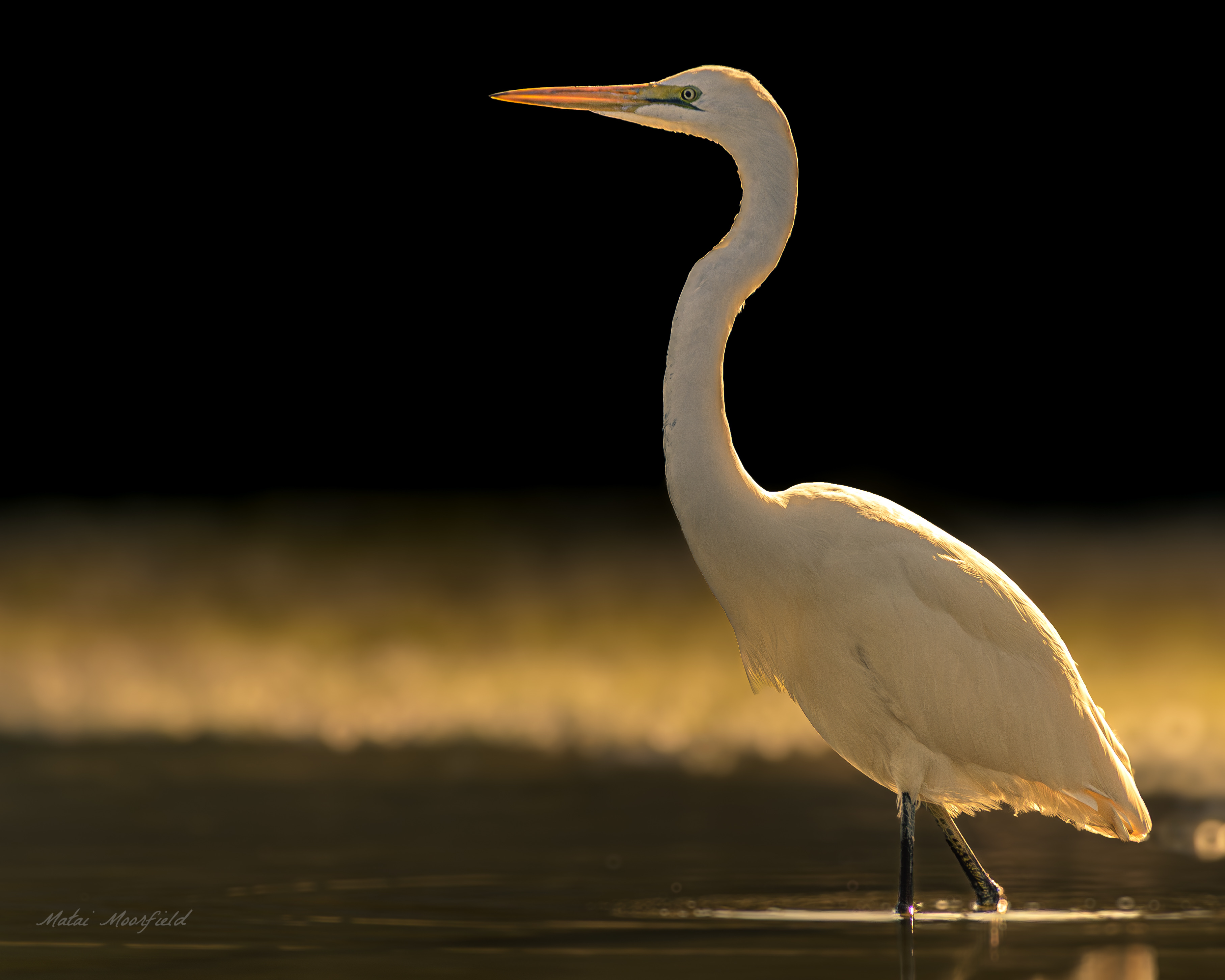 Native White Heron finding food at sunrise New Zealand bird photo - Fine Art Wildlife New Zealand bird photo